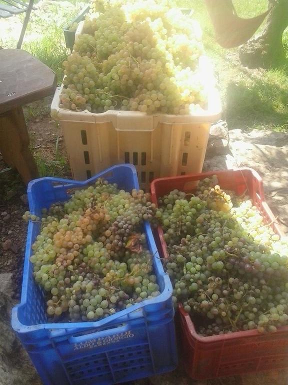 La Fattoria Di Nonna Eugenia Panzió Lerici Kültér fotó